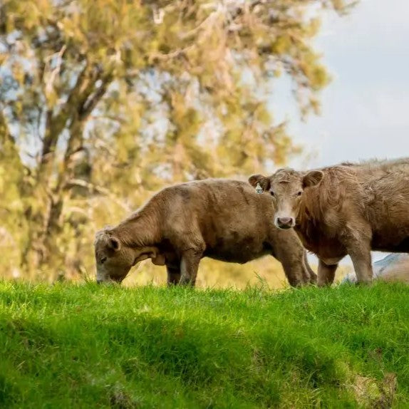Sådan vælger du et kvalitets‑kollagen: 9 kriterier der betyder mest
